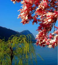 perfect mix between alpine view and mediterranean climate.jpg